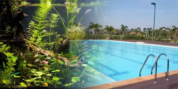 Aquarium & Swimming Pool Treatment